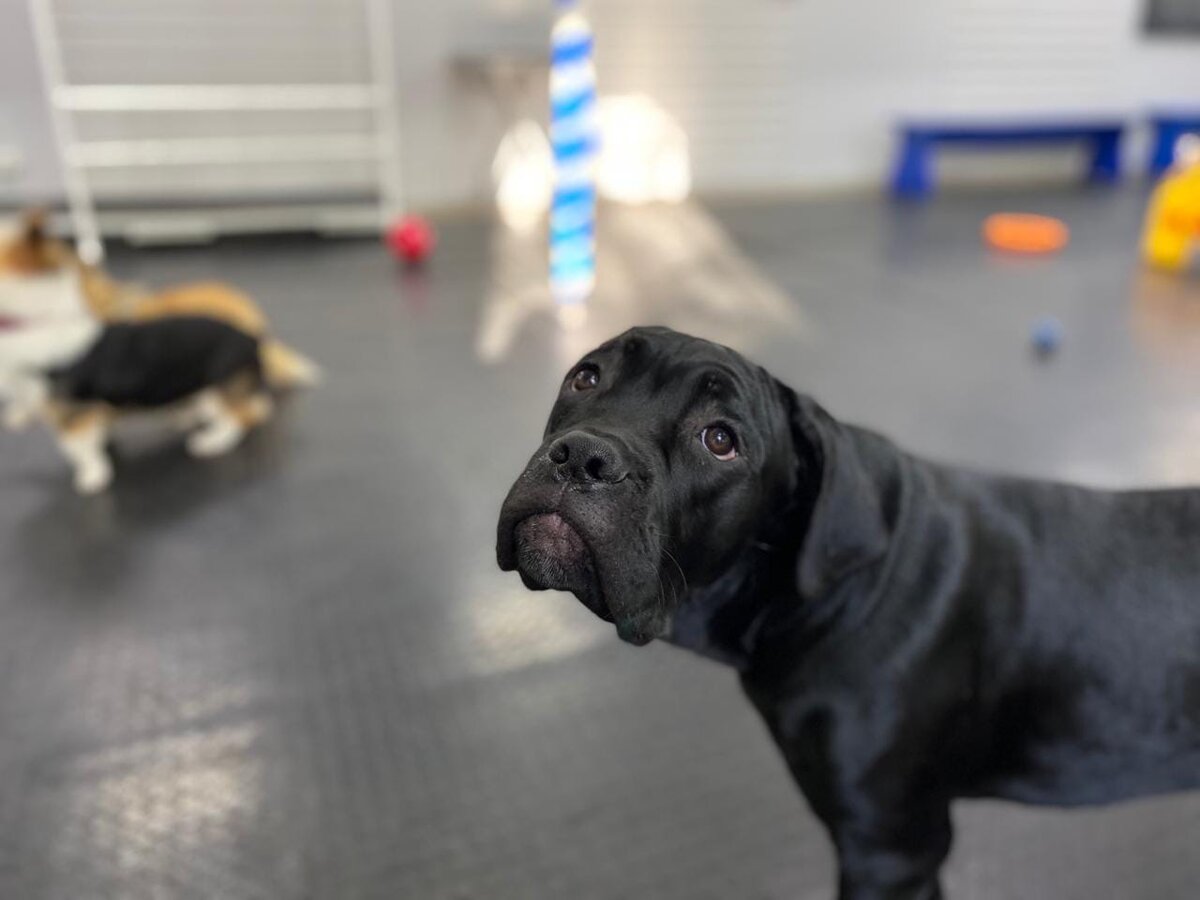 Алиса в "детском саду" для собак