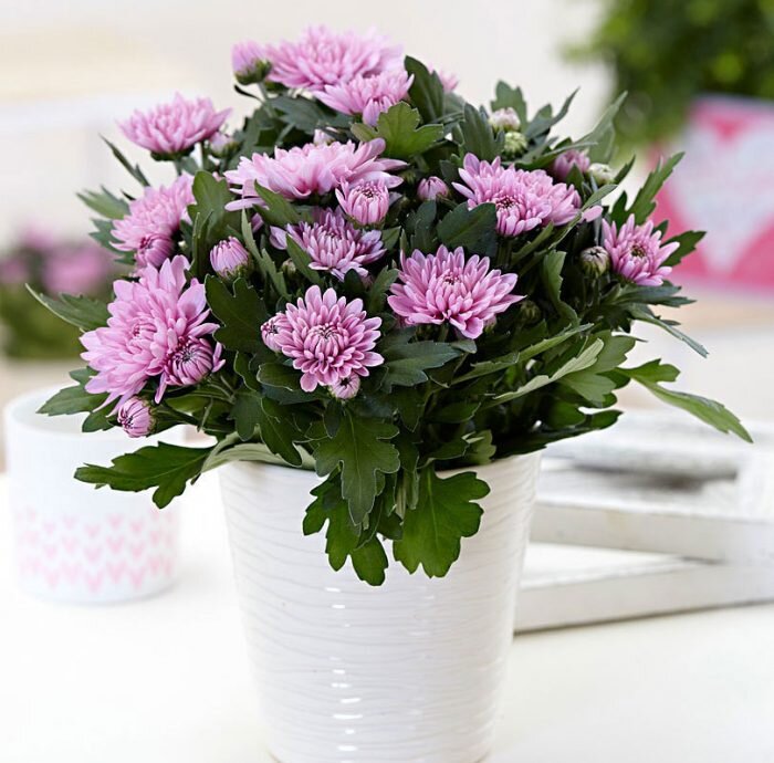 Травянистое однолетнее или многолетнее цветущее растение хризантема (Chrysanthemum) является представителем семейства Астровые, либо Сложноцветные.