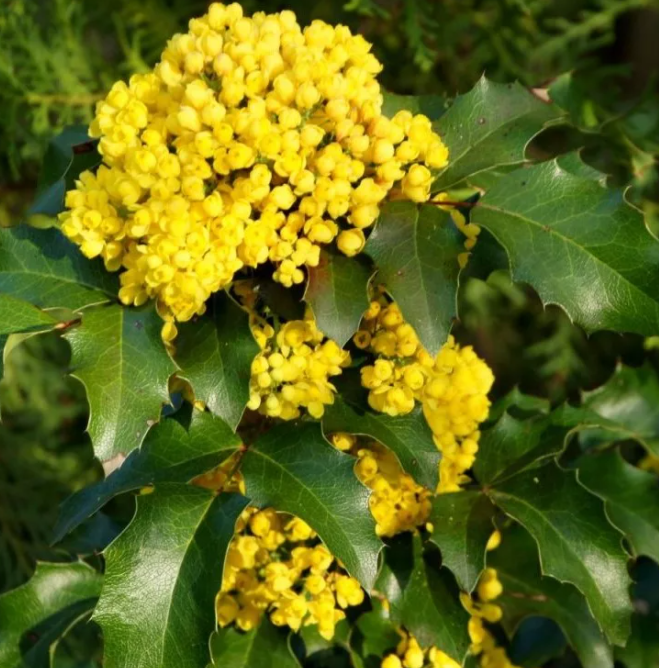 Яркие соцветия очень привлекательны в саду