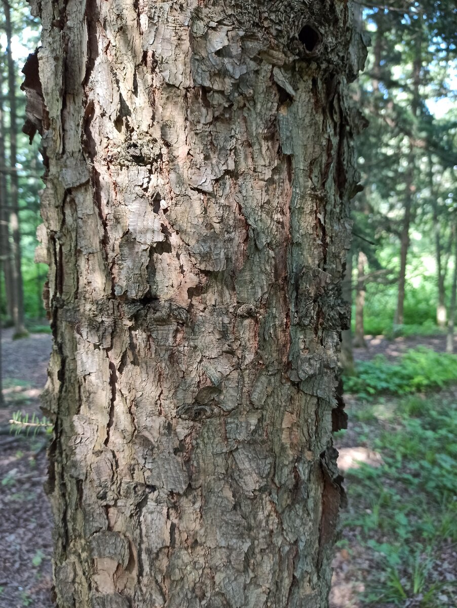 Свойства коры пихты