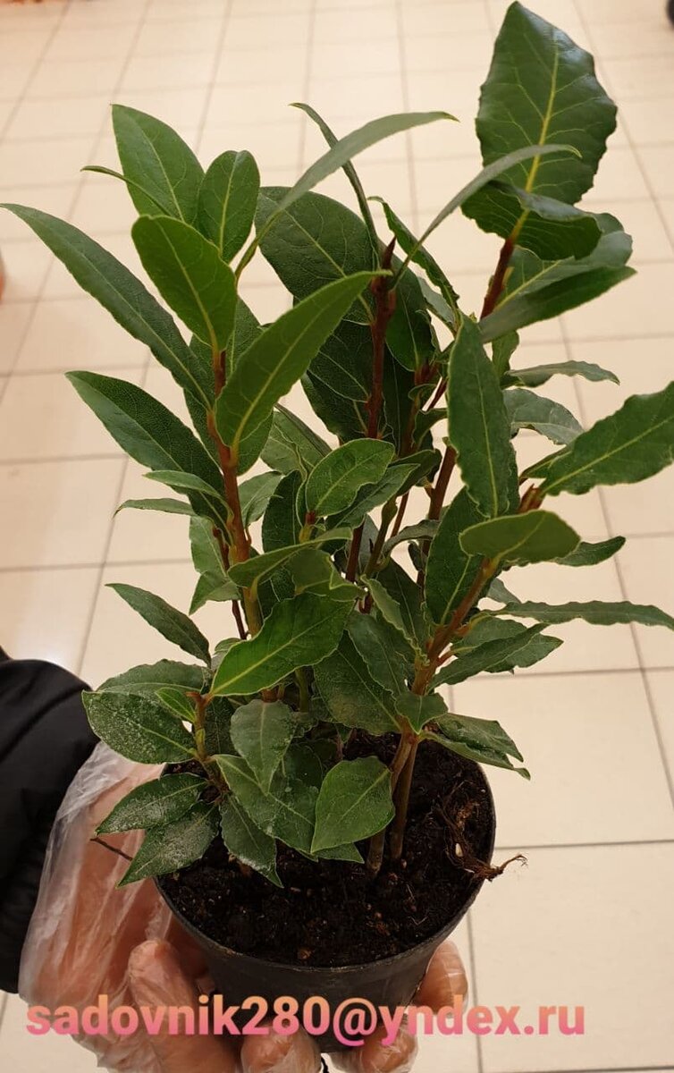 Фото автора Алесад. Выбираем еще один Лавр.