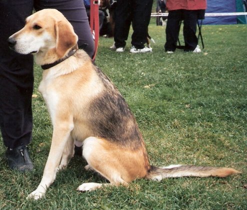Русская гончая - старейшая русская порода собак