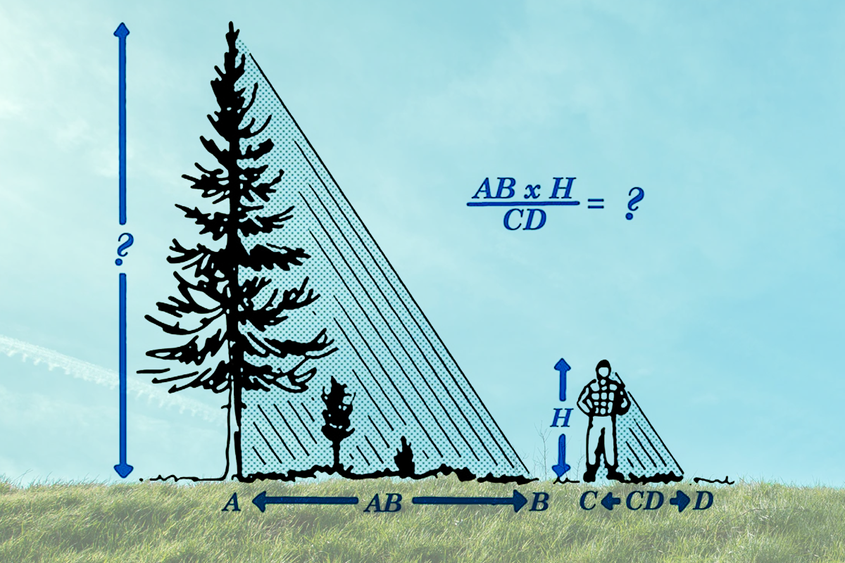 Тень земли высота. Измерение высоты дерева. Измерение высоты дерева с помощью тени. Способы измерения высоты дерева. Высота дерева высотой.