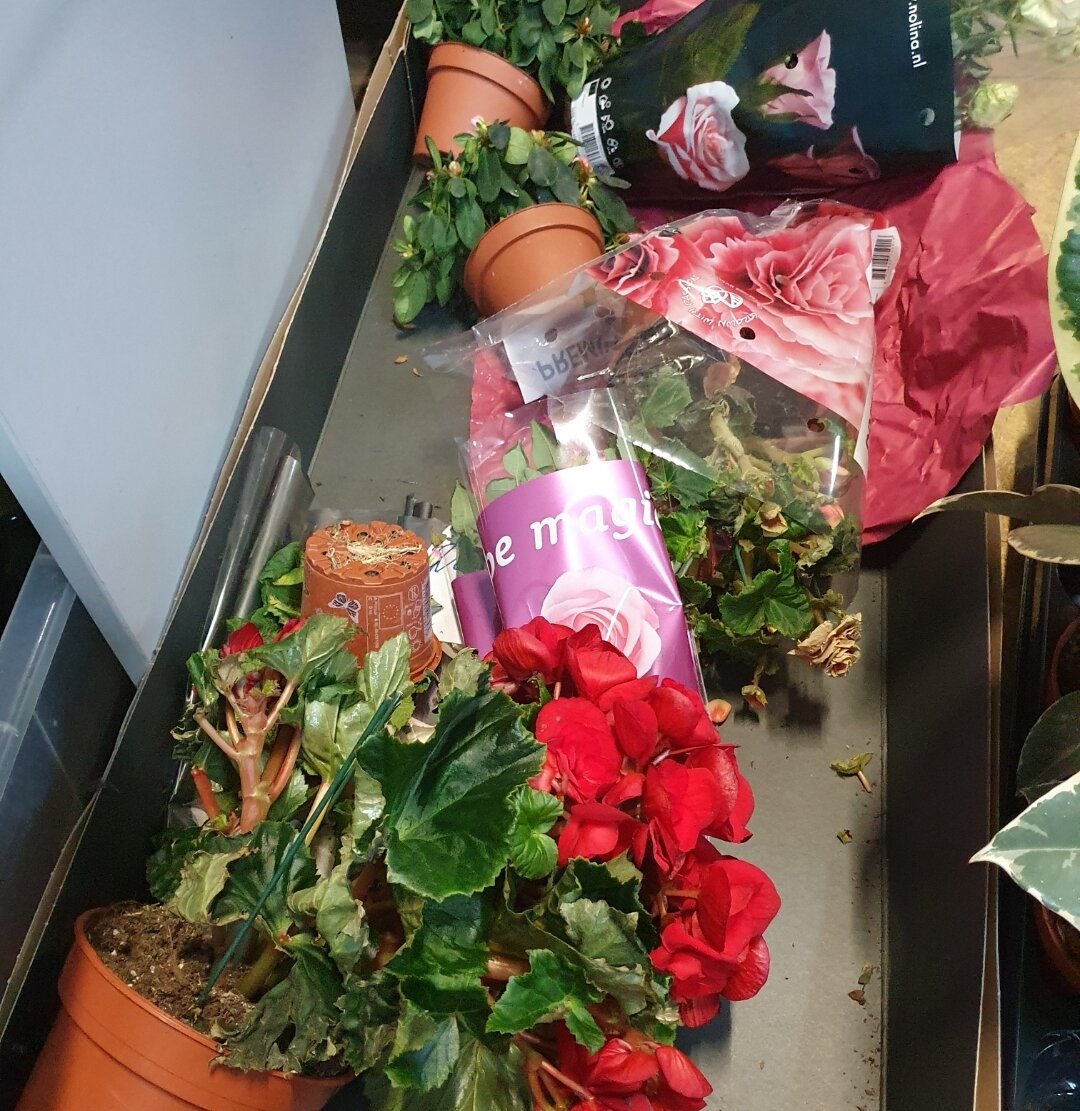 Вот такая свалка ненужных и погибающих растений