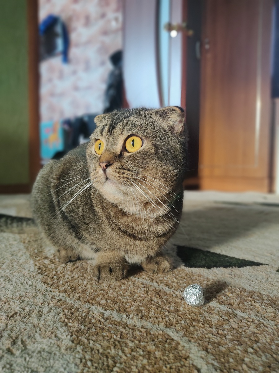 Примеры фото на основную камеру