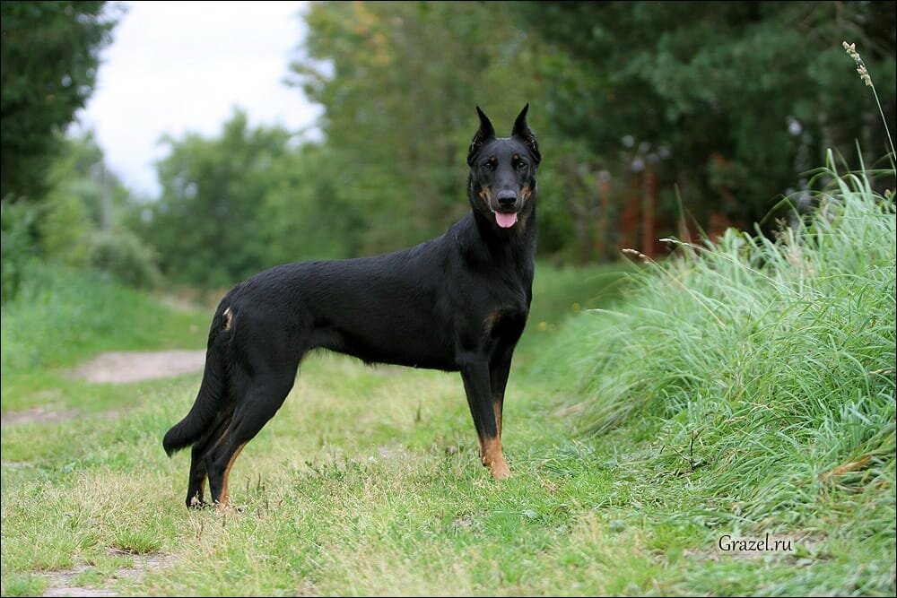 Босерон сука 3 года 