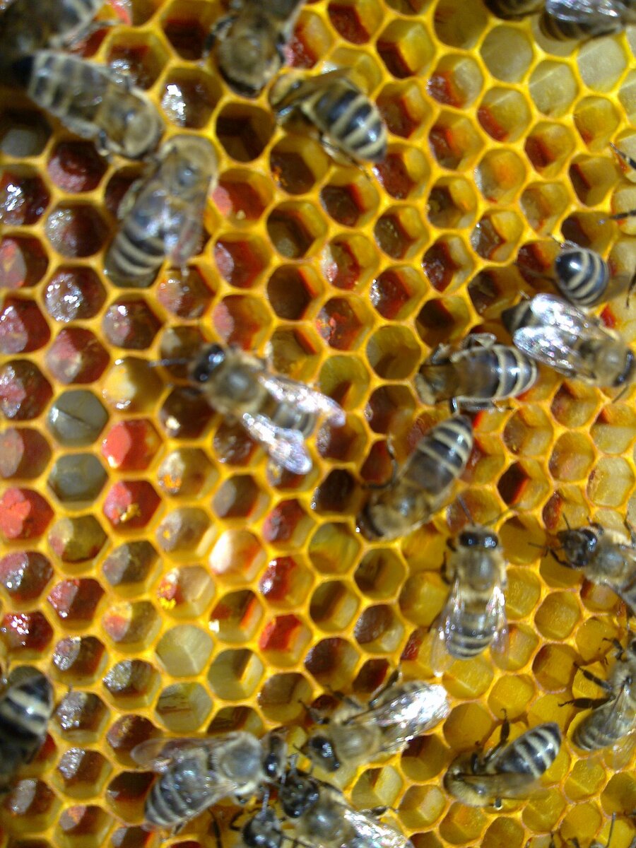 Foto: www.gench-honey.com