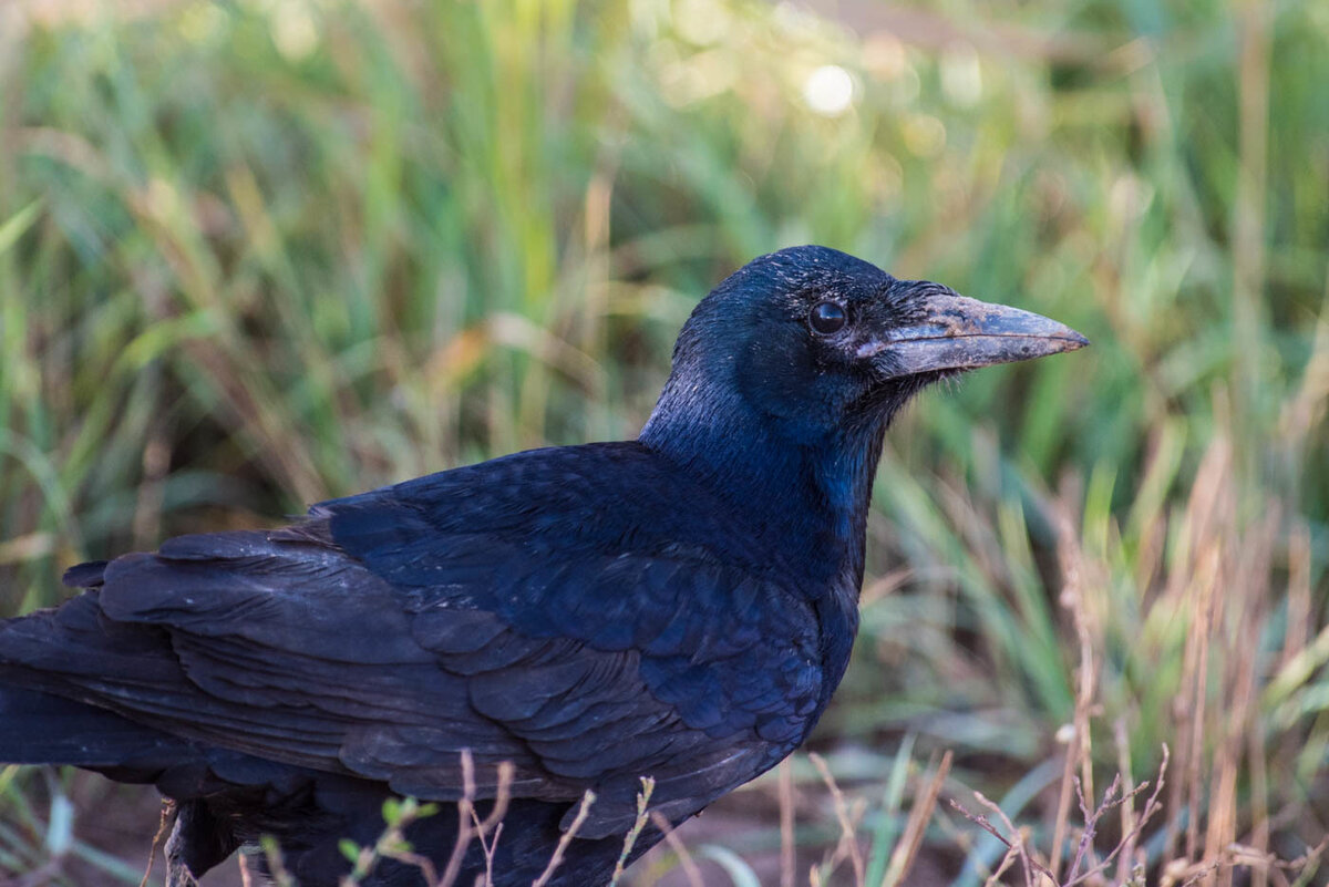 ворон семейство врановых. семейство врановых. Corvus brachyrhynchos. ворона кар. врановые птицы.