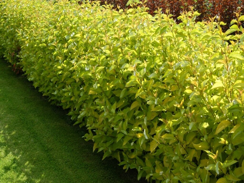 дёрен белый "Aurea" (фото из интернета)