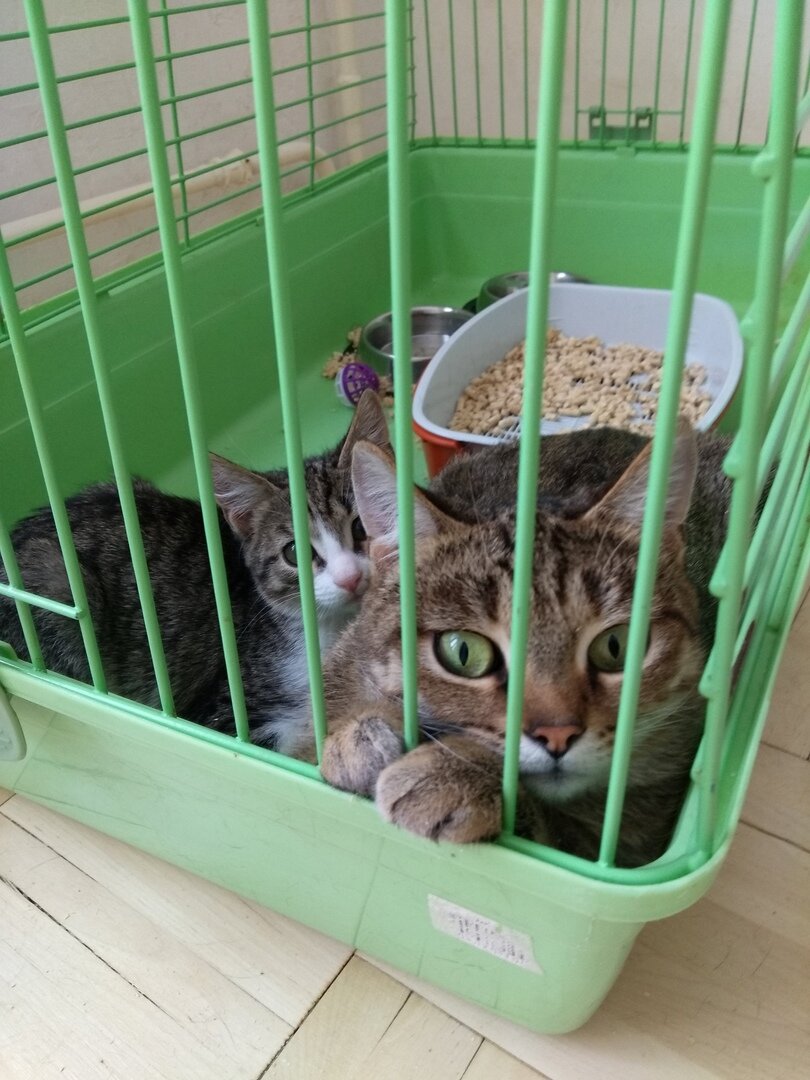 Подвальная кошка Оливка с сыном