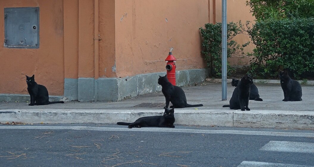 Банда черных кошек - ждет своих "почитателей" (фото с  fotoprizer.ru/33025)