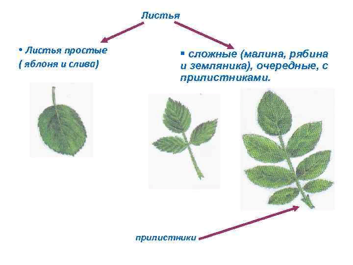 Земляника расположение листьев