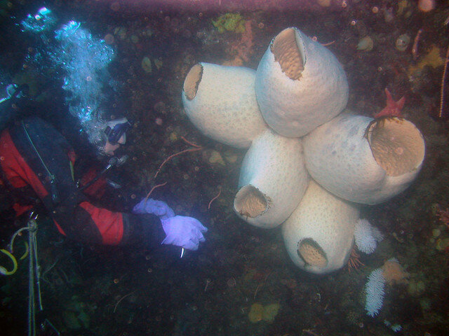 Не приятная сущность