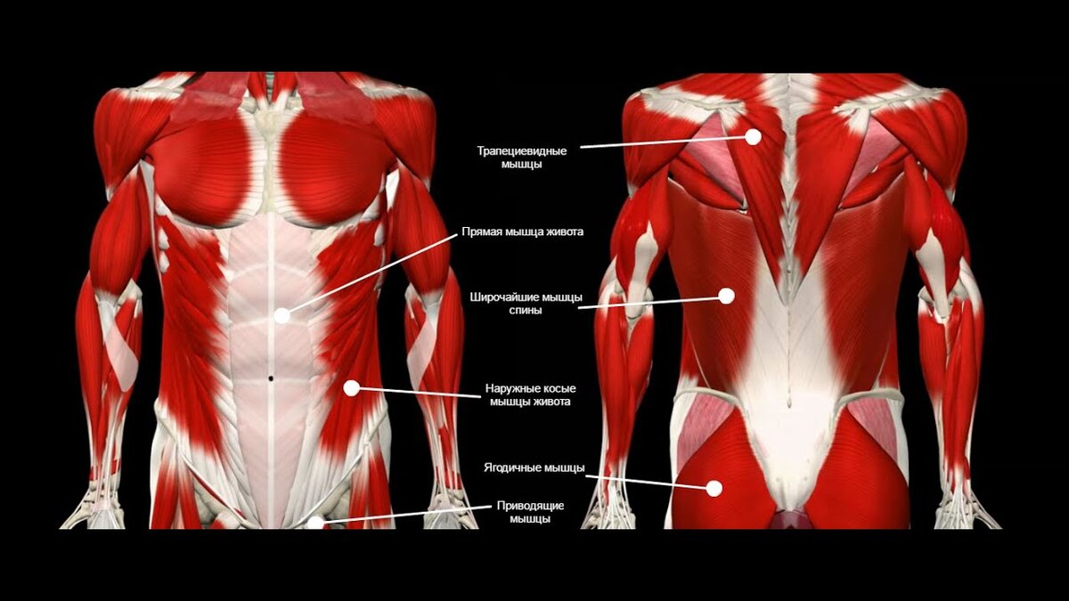 Мышцы кора фото