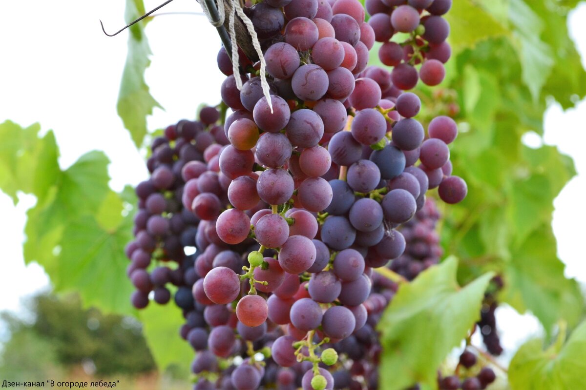 Сорта винограда для Иркутской области названия, фото, описание