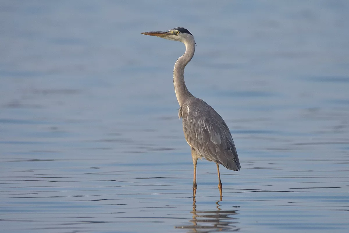 Цапля. Серая цапля. - Серая цапля- серая цапля. Птица Ardea cinerea. Серая цапля в Подмосковье.