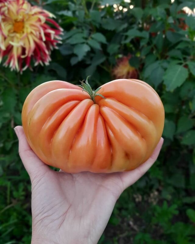 Мое тепличное чудо - томаты сорта Вечная любовь (фото автора)