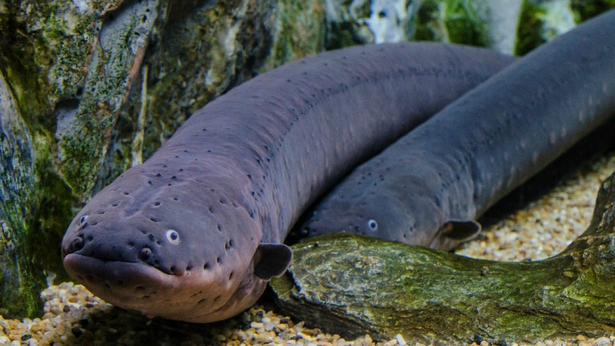 Рыба вид животного. Электрический угорь (Electrophorus electricus). Амазонский угорь. Белопятнистый морской угорь. Электрический угорь амазонки.