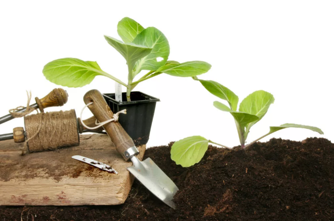 С сайта https://dacha.avgust.com/