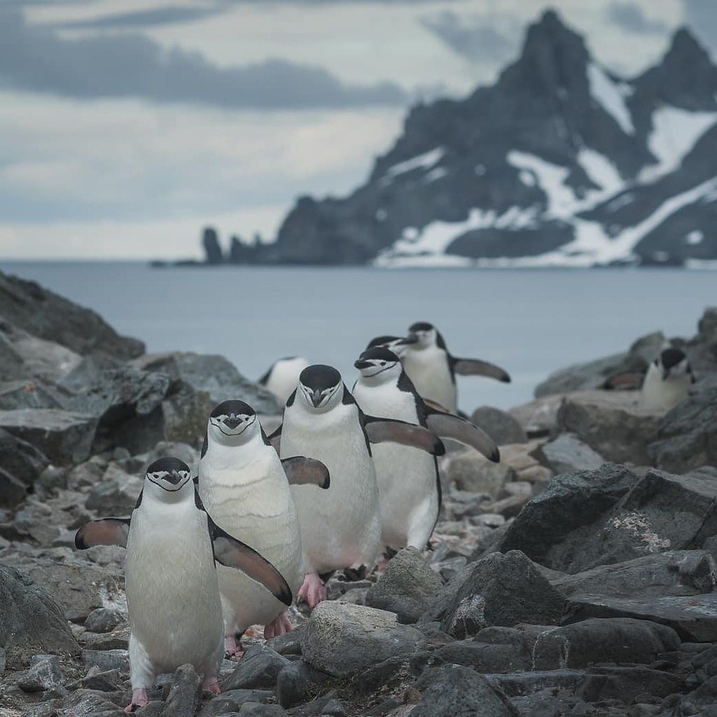 Жили-были Пин и Гвин, фото из свободного доступа