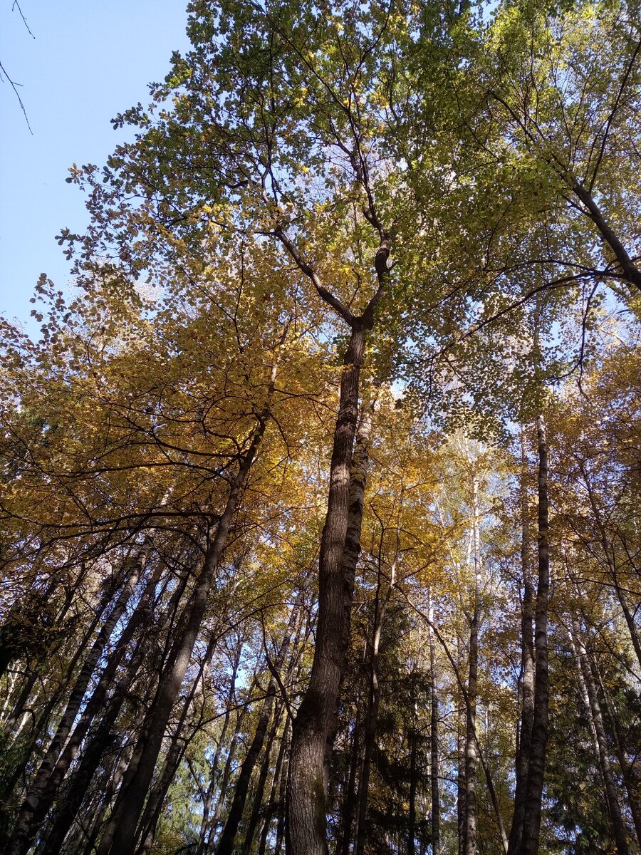 В чаще