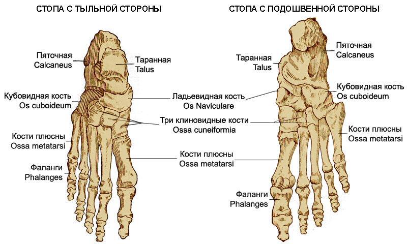 Пояс у человека. Скелет нижней конечности человека.