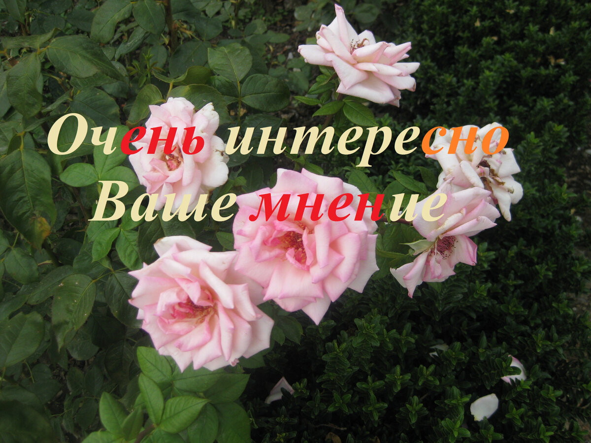 Под такой картинкой постараюсь размещать посты для размышления и беседы