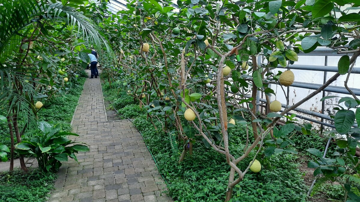 Небольшая теплица на окраине города способна подарить массу впечатлений!