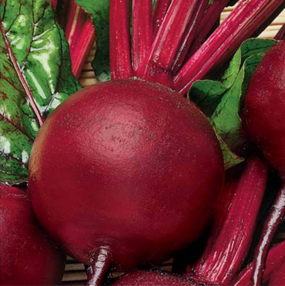 семена столовой свеклы пабло. семена свекла египетская плоская. бурак свекла. сорта красной свеклы. сорта красной свеклы.