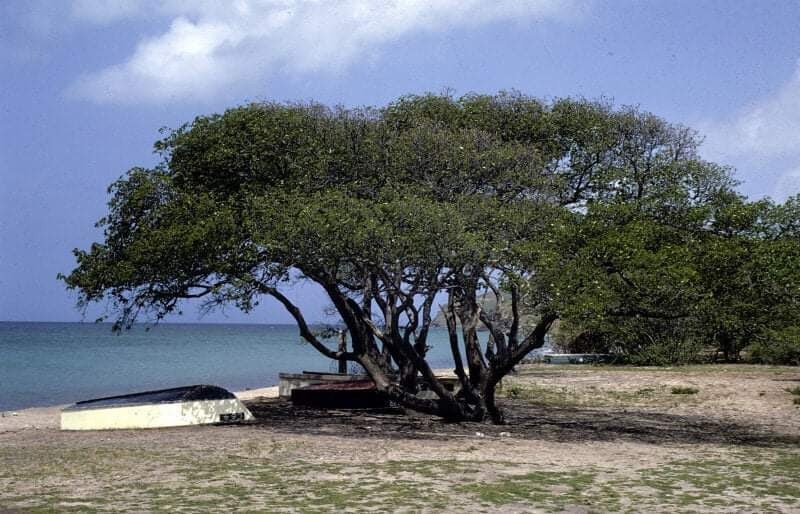 Самое опасное дерево на планете. 