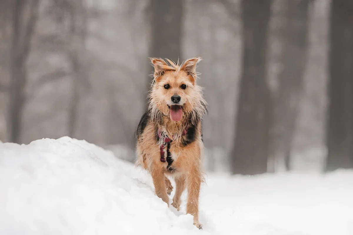 Строптивые шерстинки даже на кончиках ушей