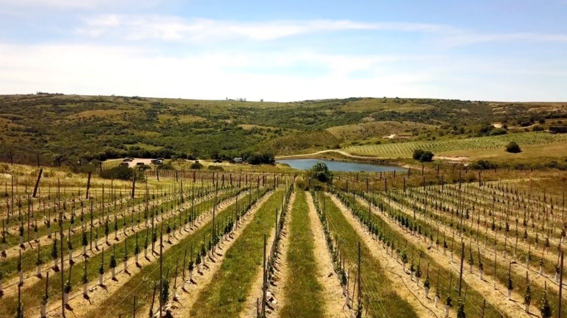 Виноградники Уругвая