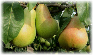 Груши известны еще нашим предкам. Плоды дерева принадлежат к семейству «Розовые». В зависимости от вида сорта они имеют различную форму, разнообразную окраску, структуру и вкус. Выведено большое количество сортов. Одним из самых распространенных является груша Кюре или как привыкли ее называть – Вильямс.