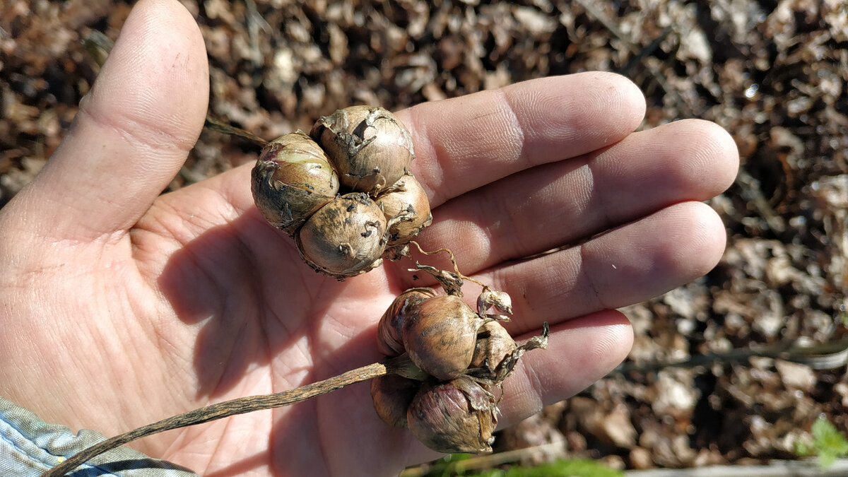 Бульбочки чеснока