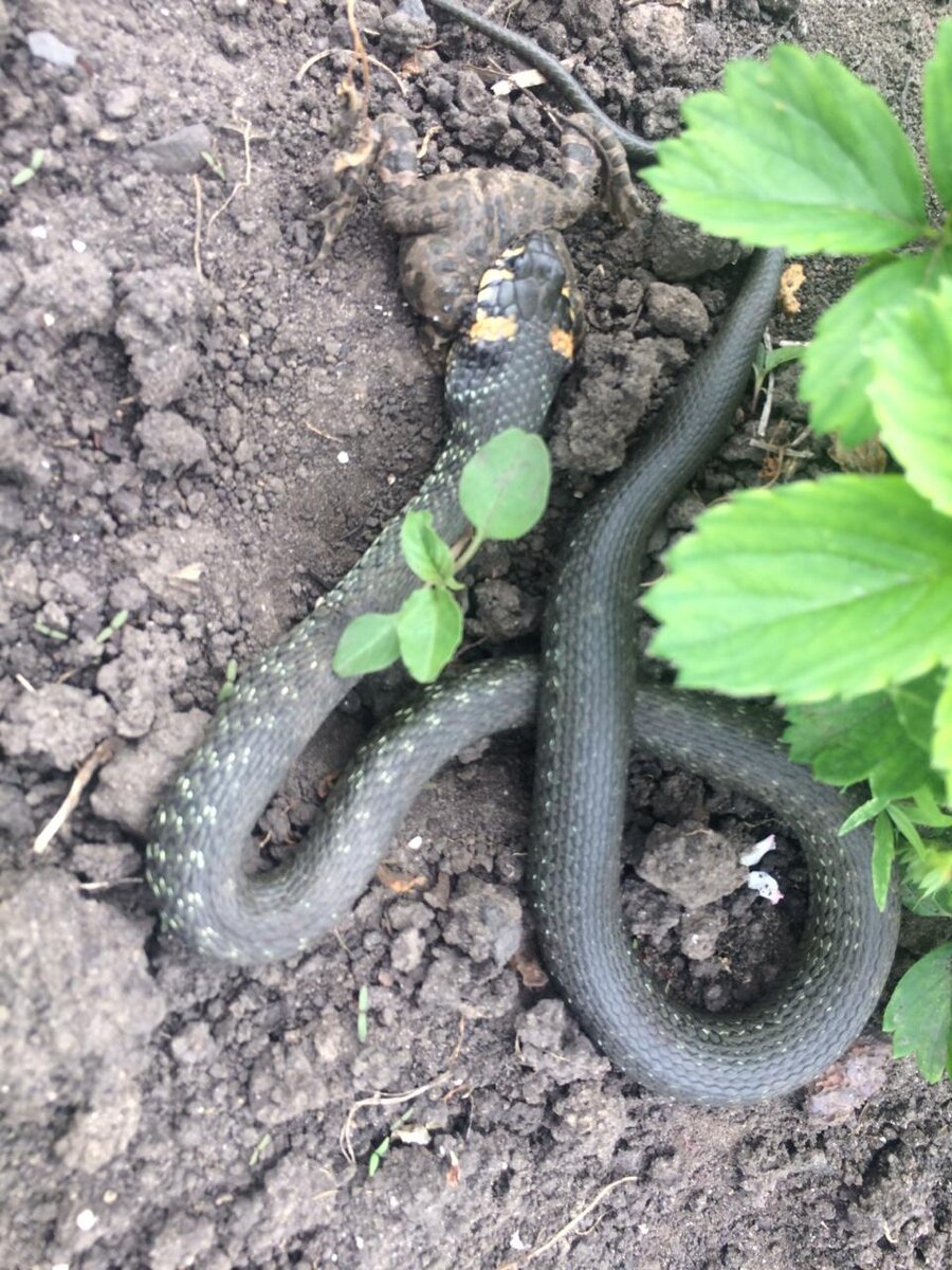 Змеиный обед

