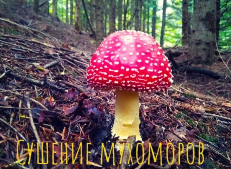 Сушка мухомора в домашних условиях