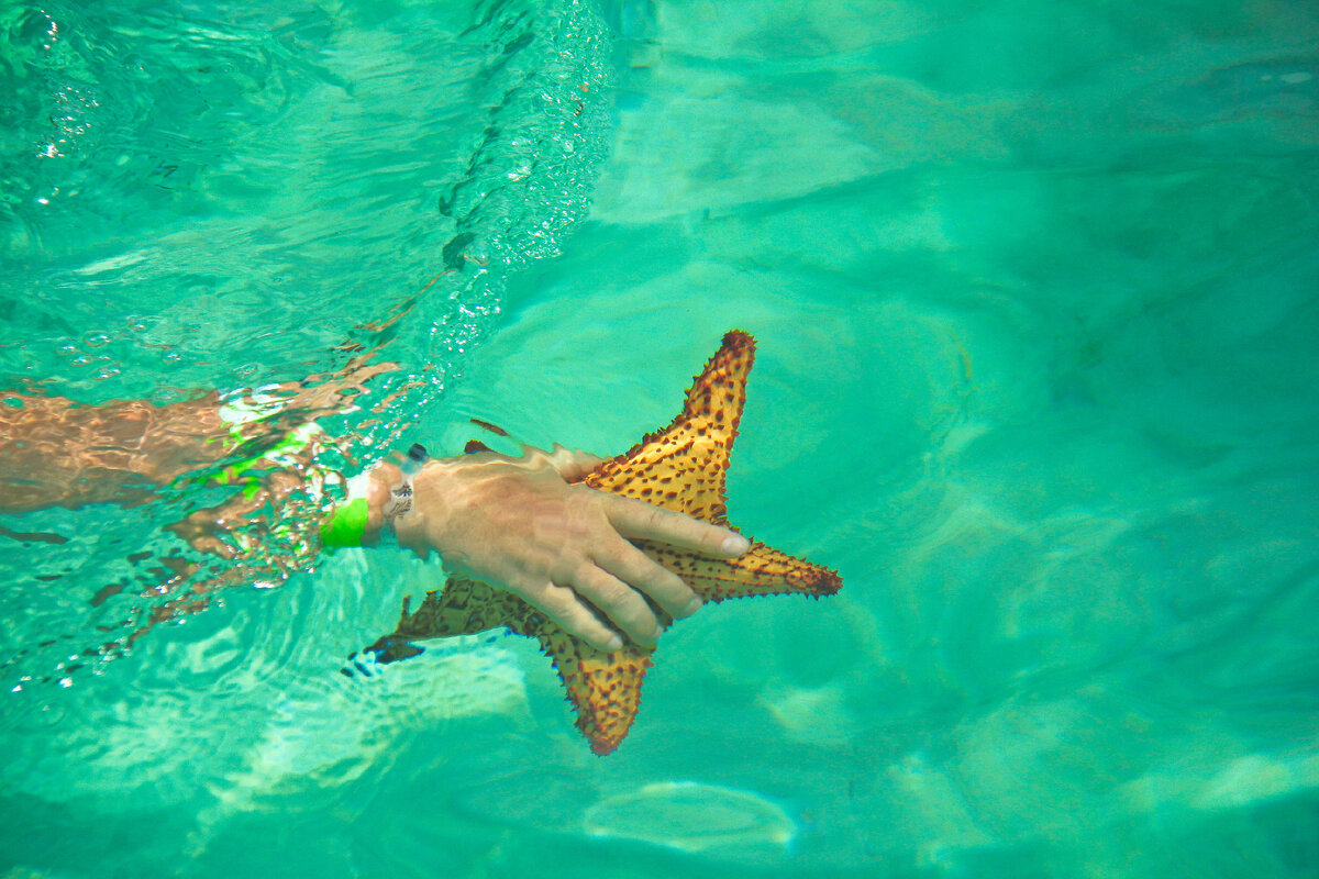 Карибское море. Морские звезды