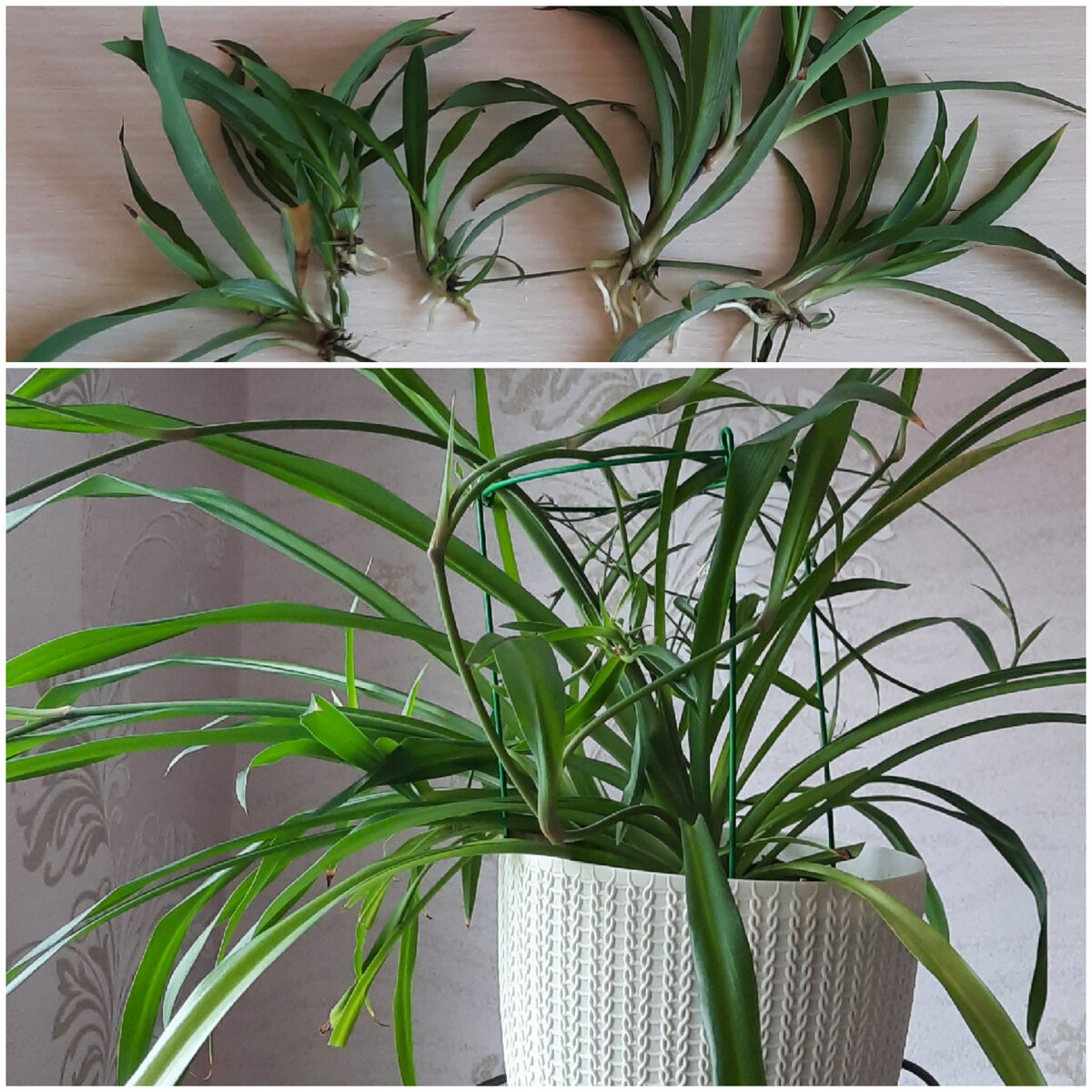 Мой хлорушка. Черенки