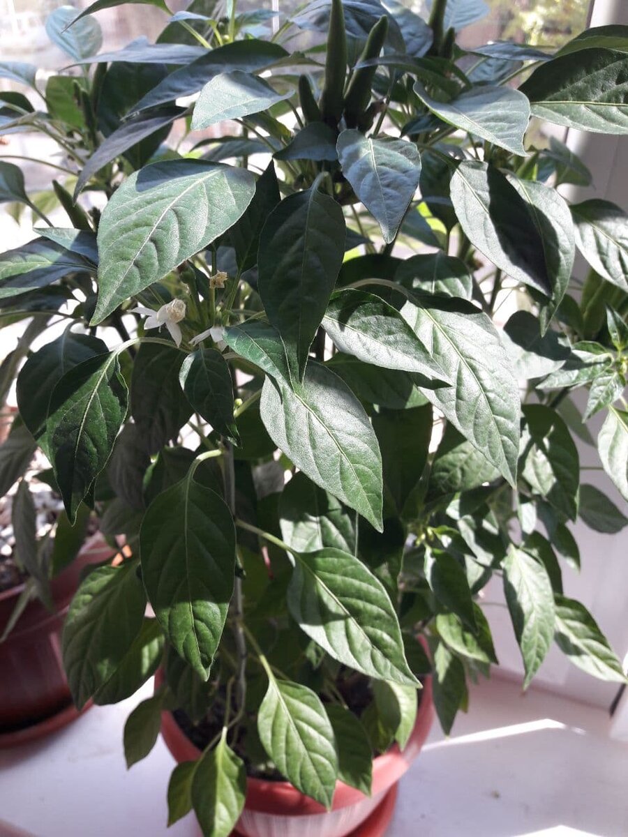 Низкорослые сорта перца не нуждаются в подвязке и опорах