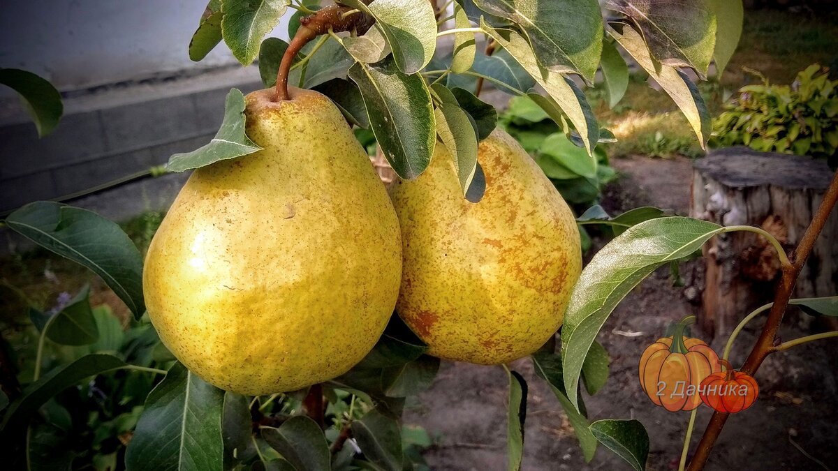 Это груши сорта Сокровище. Такие они были в прошлом году.