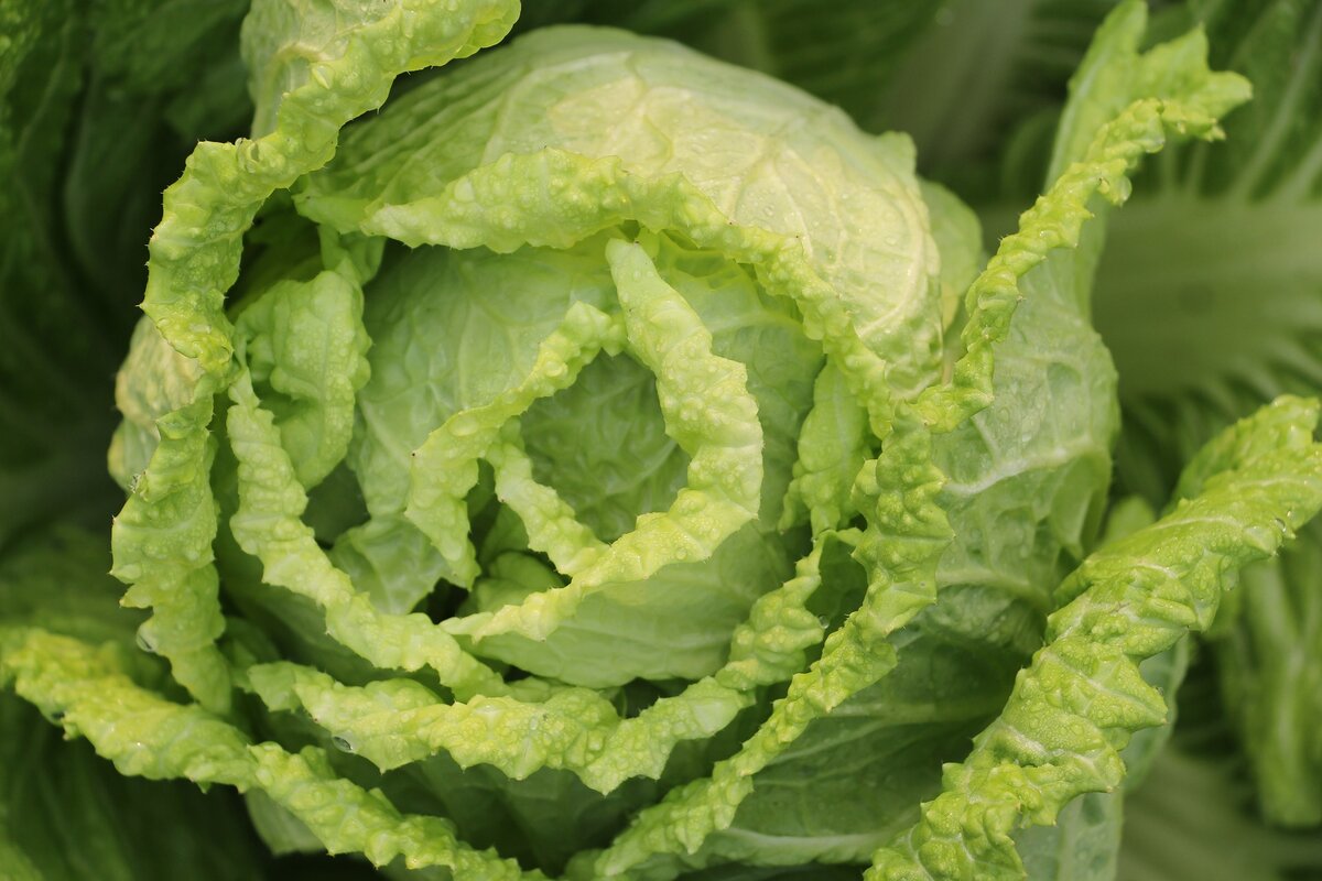 Brassica Pekinensis