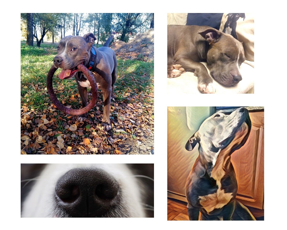 Фотоколлаж автора - собаки
