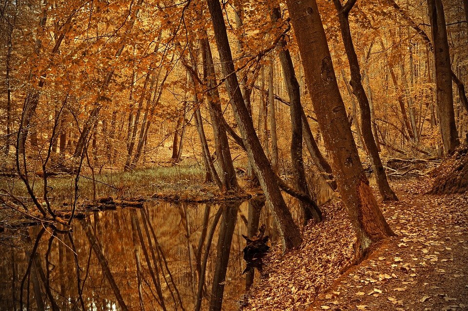 источник фото: pixabay.com
