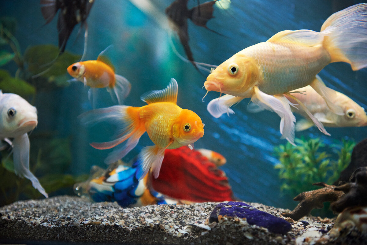 Как запустить аквариум с нуля? | PROpets | Дзен