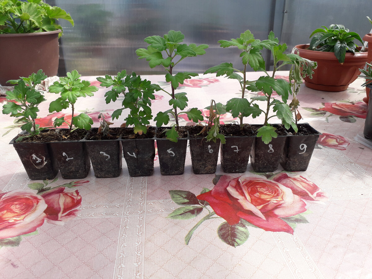 Состояние черенков на момент получения посылки весной