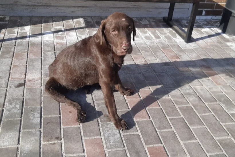 Шера в день спасения 