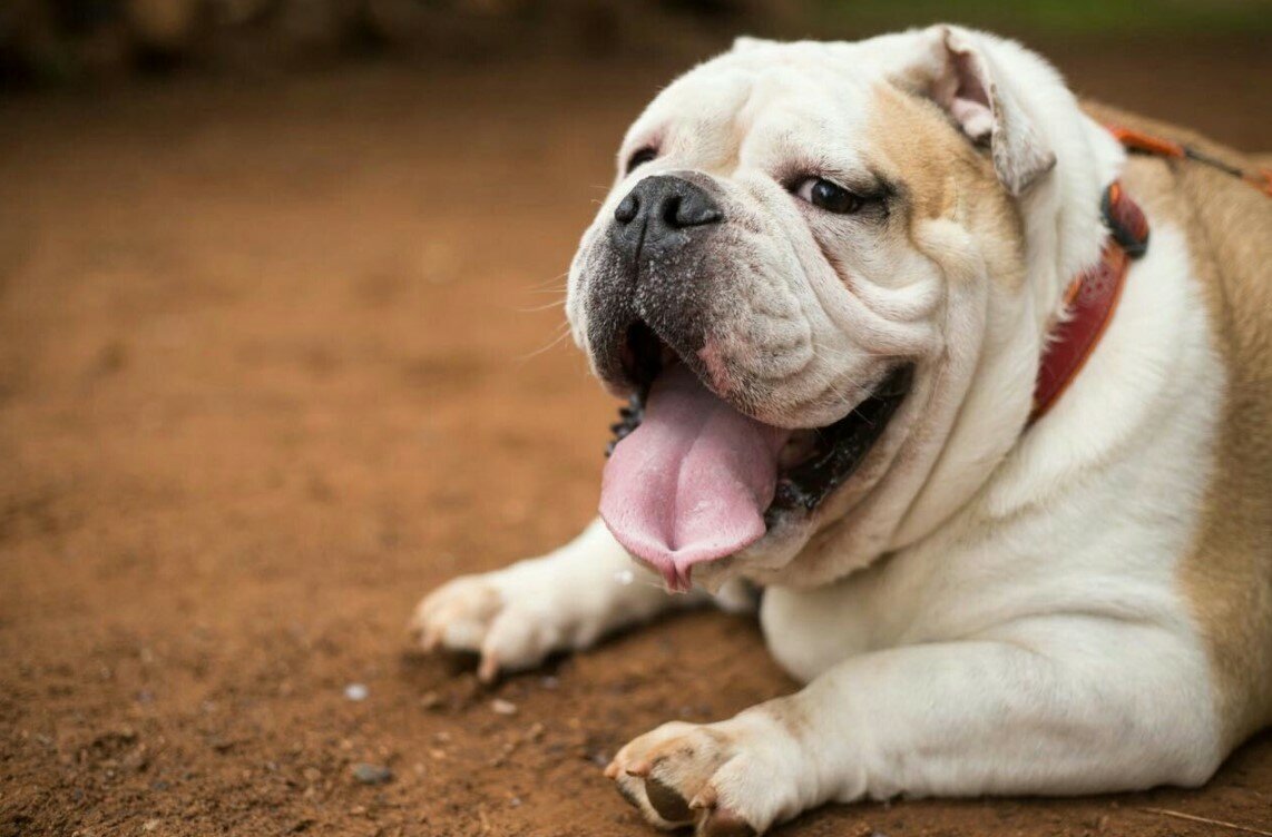 бульдог