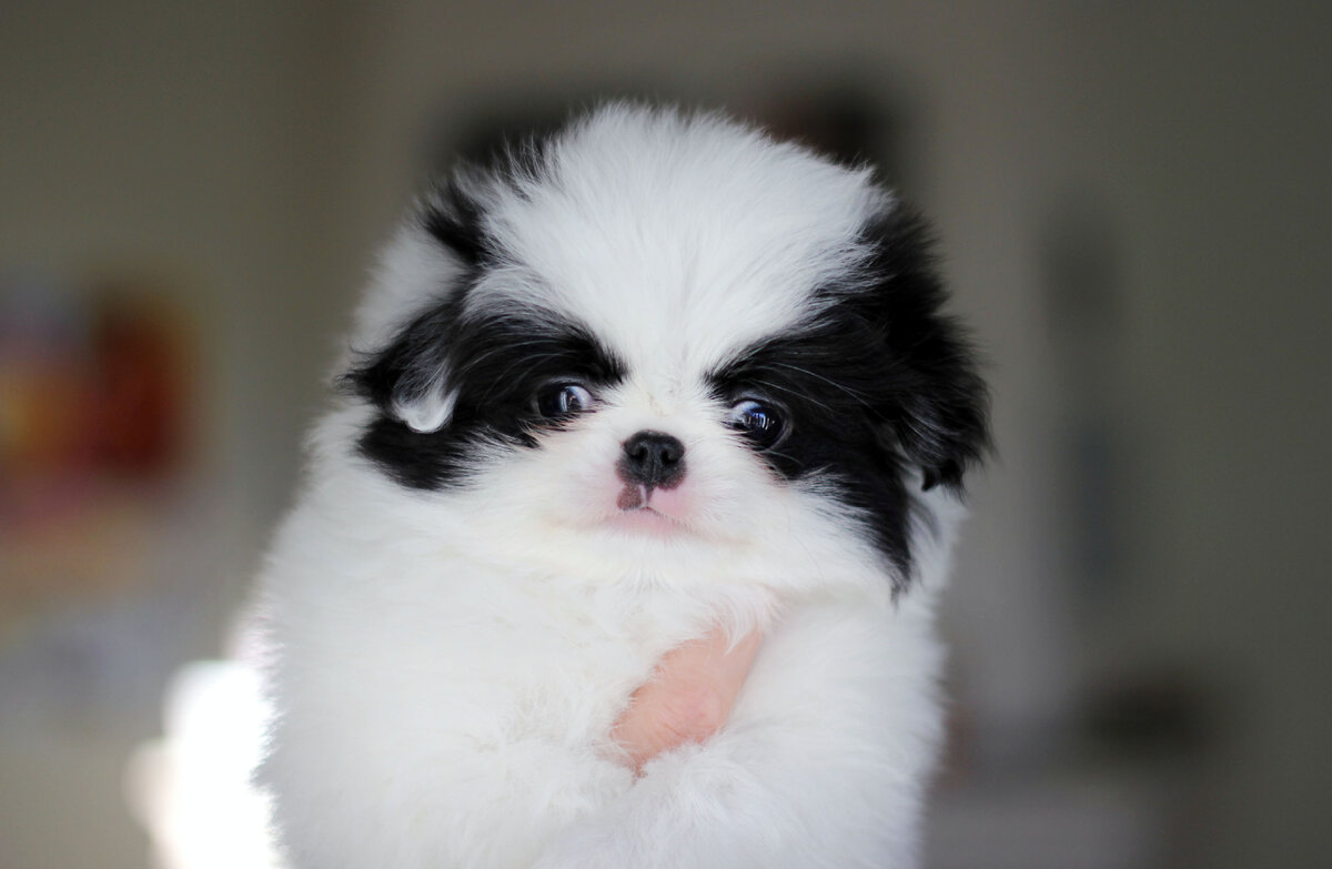 Что бы вы посоветовали желающим купить щенка? Напишите в комментариях. На фото щенок японского хина питомника arhbeauty.com