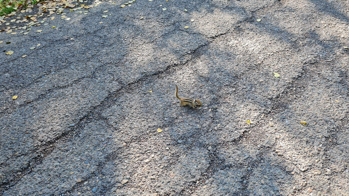 Такие симпатяги регулярно перебегают дорогу в парке. 