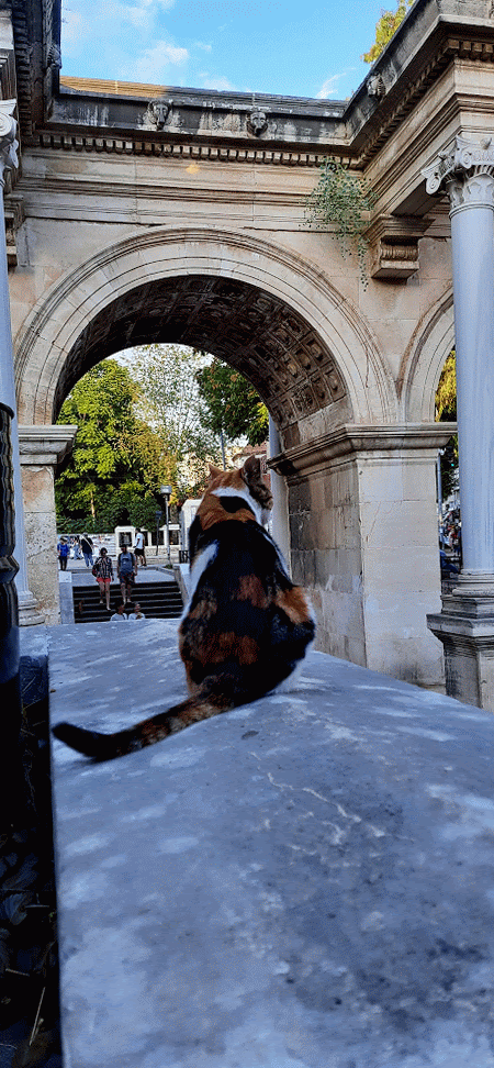 Турецкие коты